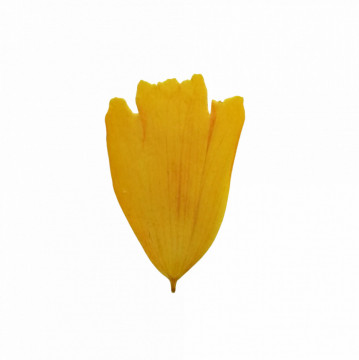 coreopsis - Img 5
