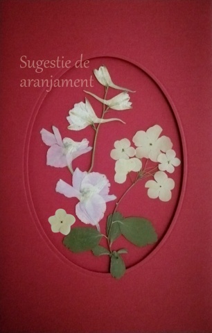 pachet felicitare cu nemțișor roz - Img 2