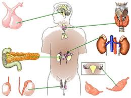 Sistem endocrin
