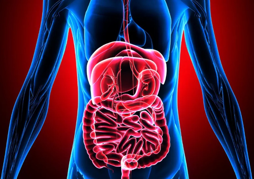 Enzime digestive