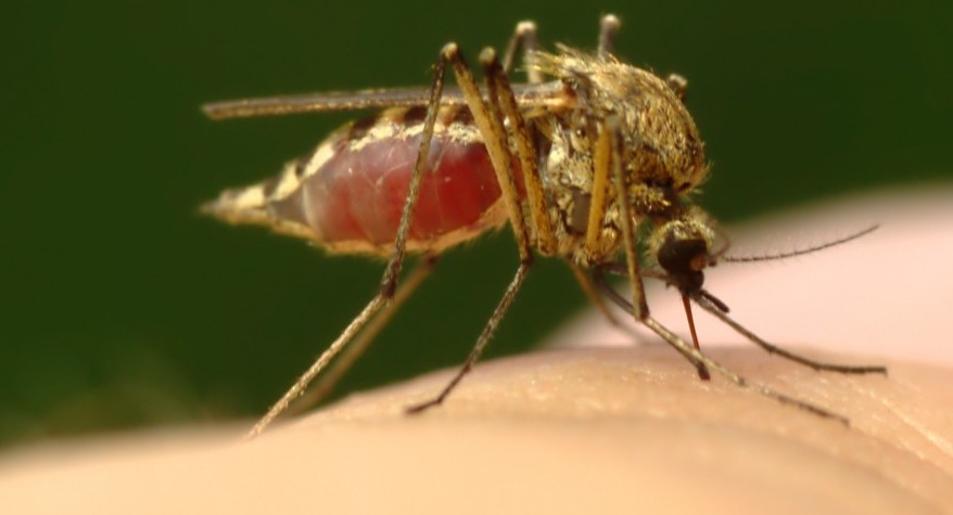 Protectie insecte si paraziti