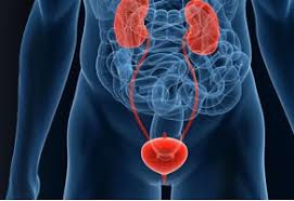Urologie