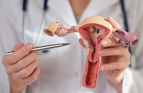 Aparatul Genital