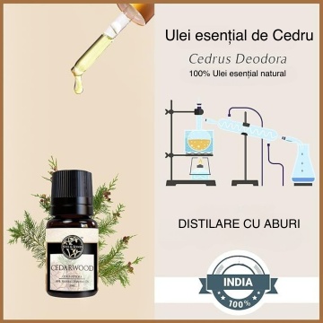 Ulei Esențial Cedru, S&S India, 10 ml - Img 5