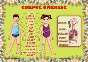 Corpul Omenesc plansa
