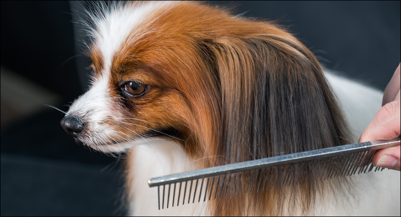 Căderea părului la câini (Alopecia) – Cauze, tratament și prevenție