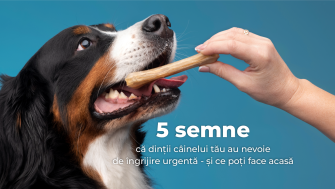 5 semne că dinții câinelui tău au nevoie de îngrijire urgentă - și ce poți face acasă