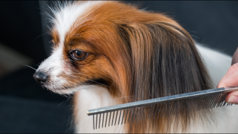 Căderea părului la câini (Alopecia) – Cauze, tratament și prevenție