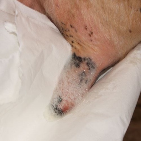 Solutie de curatare a mameloanelor, inainte de muls - Masdisin Teat Foam - 20 l - Img 4