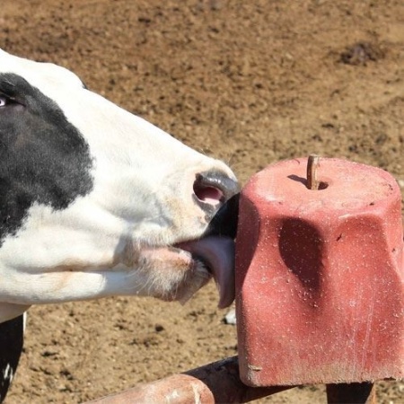 Mineral block, pentru bovine 5 kg - Img 2