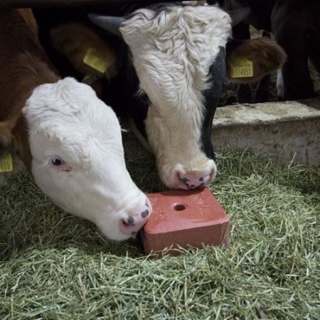 Mineral block, pentru bovine 10 kg - Img 4