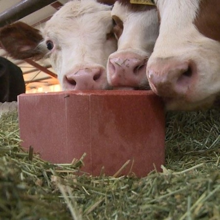 Mineral block, pentru bovine 5 kg - Img 4