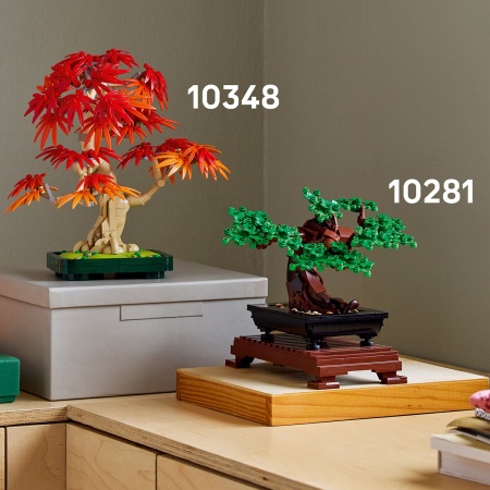 Bonsai de artar japonez rosu - Img 4