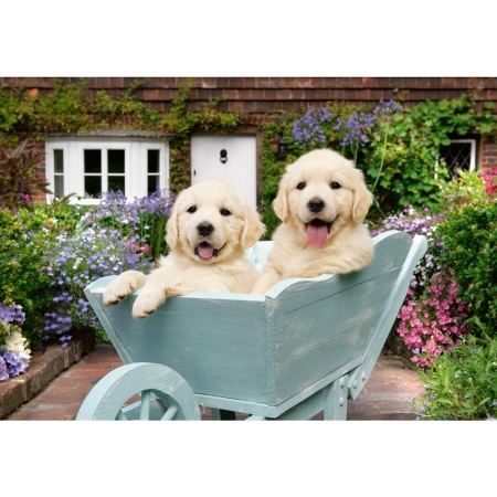 Ravensburger - Puzzle pentru varstnici Golden Retriever cu sablon de imagine si suport din carton 200 piese mari XL - Img 3