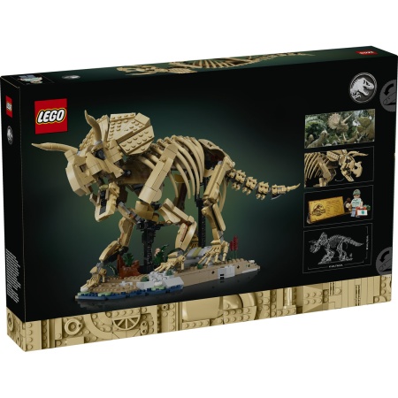 Fosile de dinozaur: Triceratops - Img 3