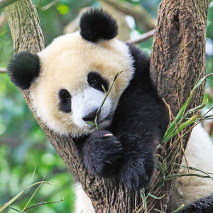 Puzzle Panda, Leu Si Tigru, 3X49 Piese - Img 2