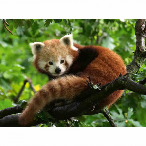 Puzzle Panda Rosu, 500 Piese - Img 2