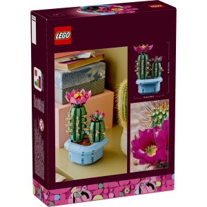 Cactus înflorit - Img 3