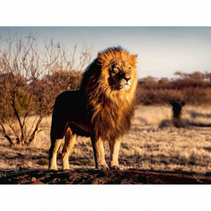 Puzzle Leu Regele Animalelor, 1500 Piese - Img 2