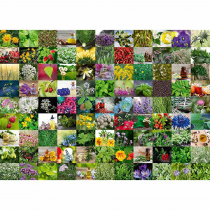 Puzzle 99 De Plante Si Condimente, 1000 Piese - Img 2