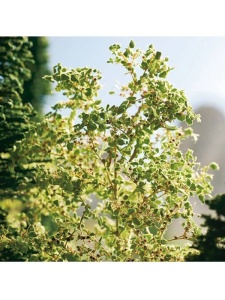 Frunze pentru diorame light green 50g 7142 Noch