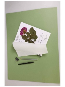 Caiet Clairefontaine - Ierbar, A4, 180g/mp 975179C