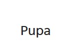 Pupa Milano