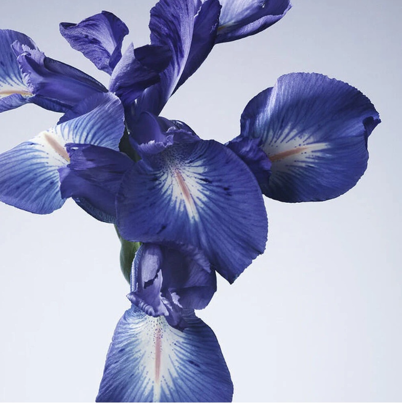 Giorgio Armani - Armani Prive Iris Bleu Mini 7.5ml