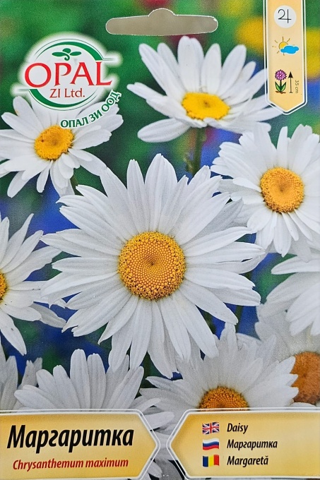 Маргаритка, Семена на chrysanthemum maximum, достигат до 35 см височина
