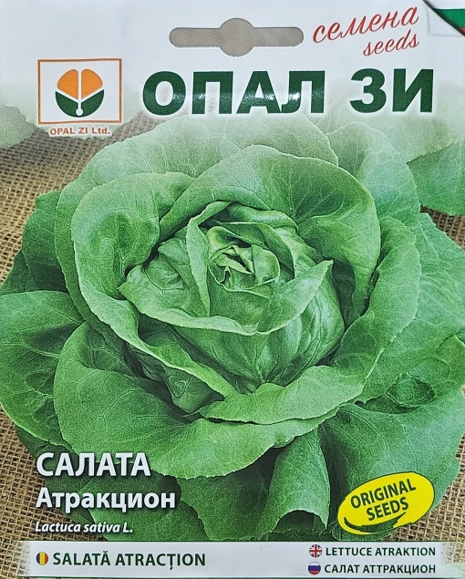 Маруля, Семена за сорт atraction, средно кръгла