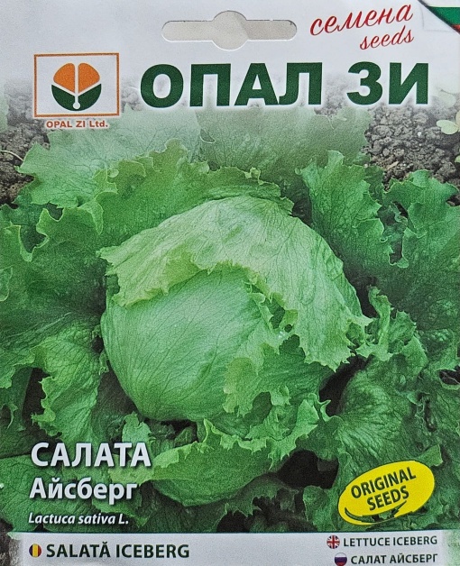 Айсберг, Семена на САЛАТА АЙСБЕРГ : много урожаен средно голям сорт