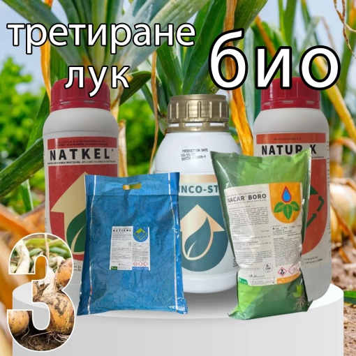 БИОПАК Етап 3 Лук - Развитие на луковицата - Зрялост