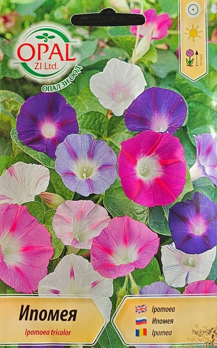 Ипомея, Семена zorele ipomea mix, достигат височина 250см