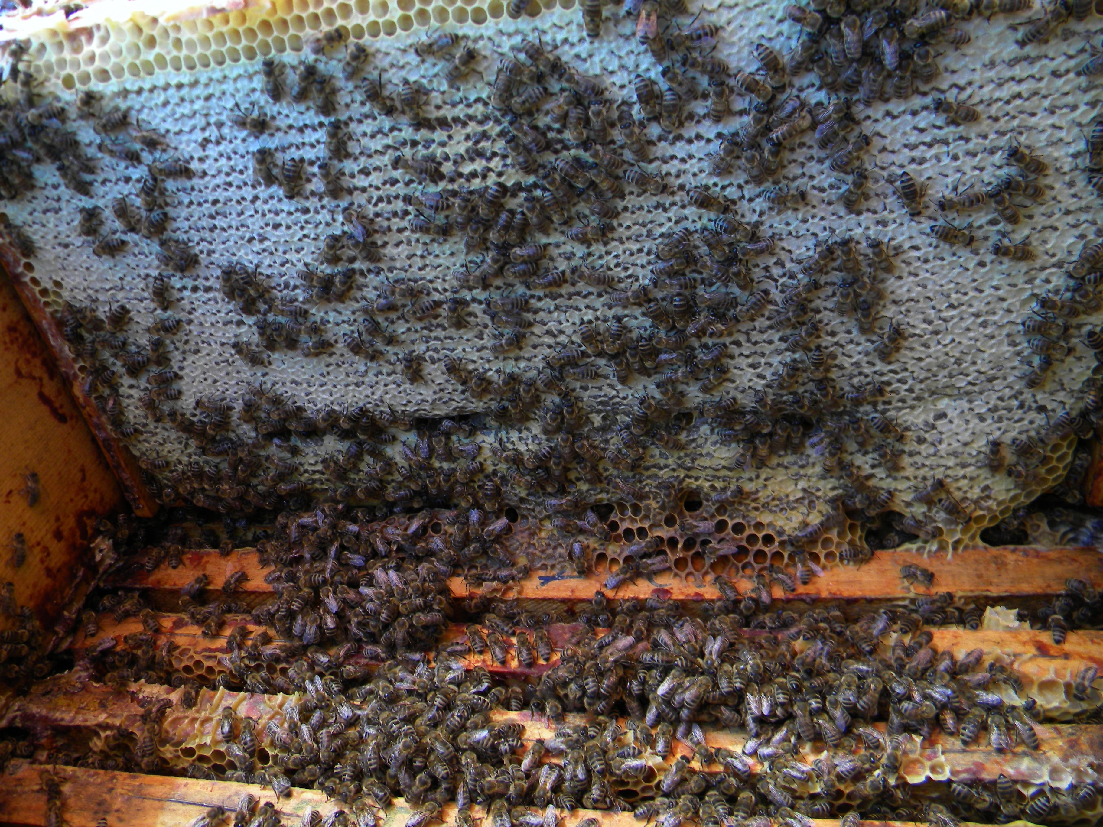 Propolis brut colectat din stup
