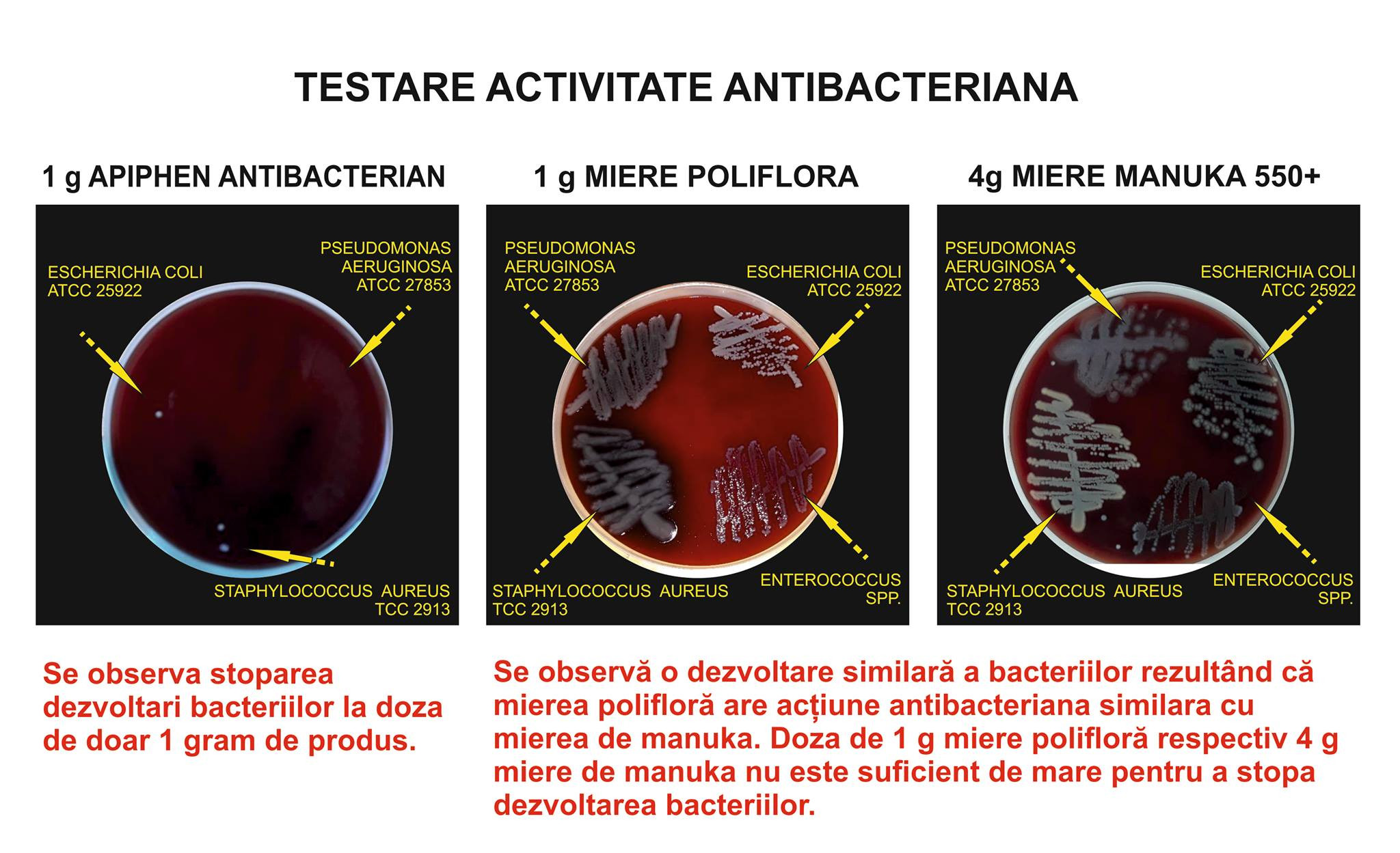 eficienta antibacteriana apiphen phenalex