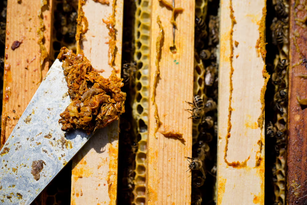 Propolis brut colectat prin răzuire directă din stup