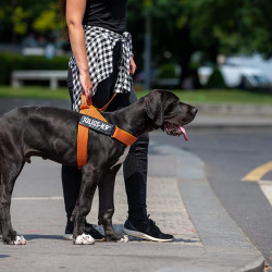 Ham Banda IDC Julius K9 pentru caini, Marimea 0, 14-25kg, Portocaliu