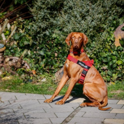 Ham Banda IDC Julius K9 pentru caini, Roz