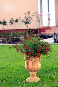 Ghiveci de Flori CALICE
