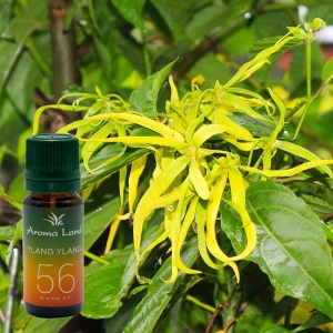 Ulei parfumat Aroma Oil Ylang-Ylang 10 ml - Img 2