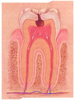 Pulpita dentara