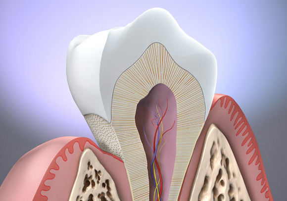 Anatomia dintelui