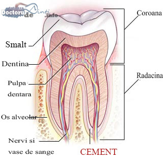 Cementul dentar (radicular)