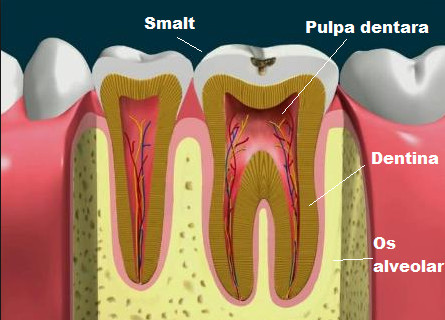 Pulpa dentara