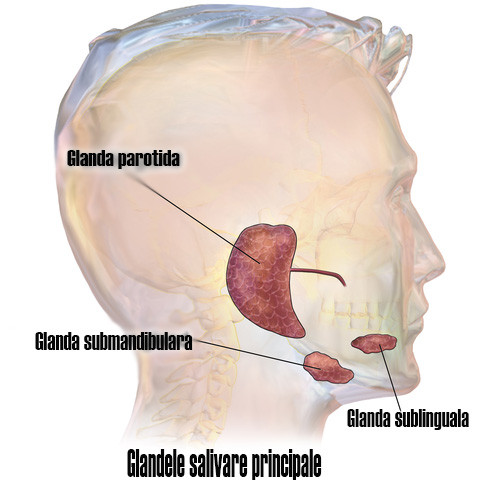 Inflamatia glandelor salivare – sialodenita