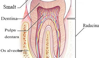 Cementul dentar (radicular)