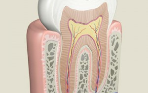 Rezidentiat Endodontie
