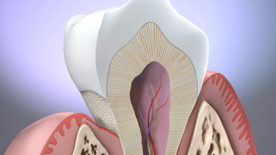 Anatomia dintelui