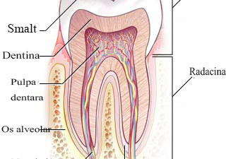 Cementul dentar (radicular)