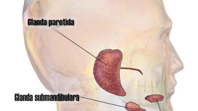 Saliva parotidiana